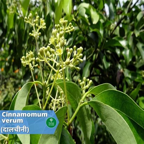 Cinnamon (Cinnamomum Verum) (दालचीनी) | Introduction | Medicinal ...