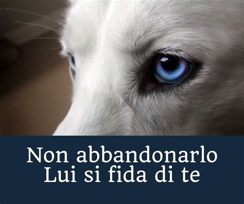 Non Abbandonarlo Lui Si Fida Di Te Uno Slogan Contro Labbandono