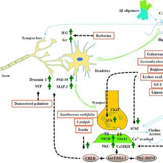 Schematic Representation Of The Effects Of Mhdis On A Induced Synaptic