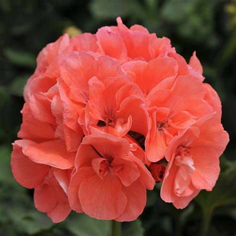 Dynamo Salmon Zonal Geranium Vanstone Nurseries