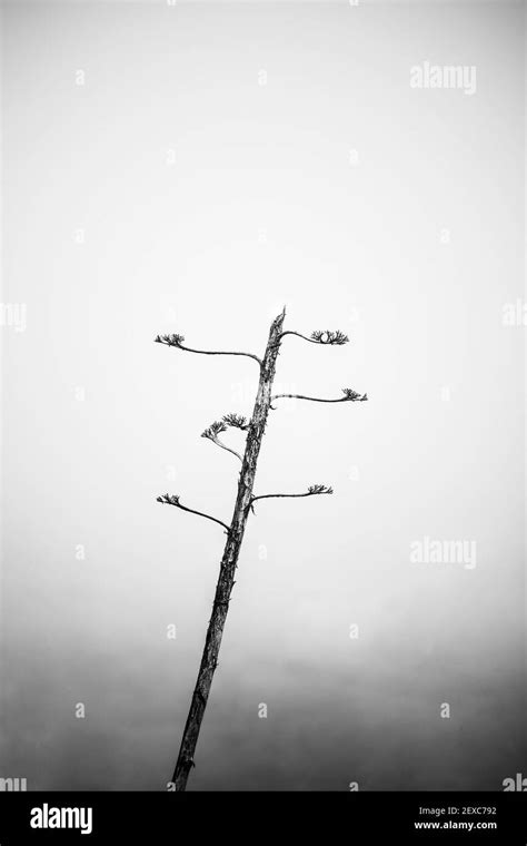 Fotografía en blanco y negro de árbol deshojado. Concepto de soledad ...