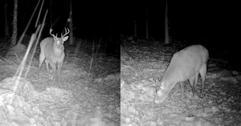 Kruunu uusiutuu vuosittain - Metsästäjälehti