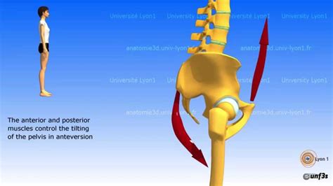 Anterior Pelvic Tilt Model Compared With Posterior In Labeled Outline