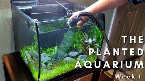 Maintenance On A New Planted Aquarium Youtube