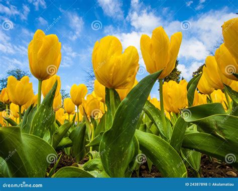 Yellow Tulips stock photo. Image of floral, flower, botany - 24387898