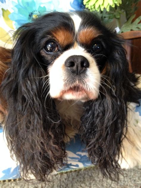 Cavalier king charles spaniel rescue rochester ny - leaguevolf