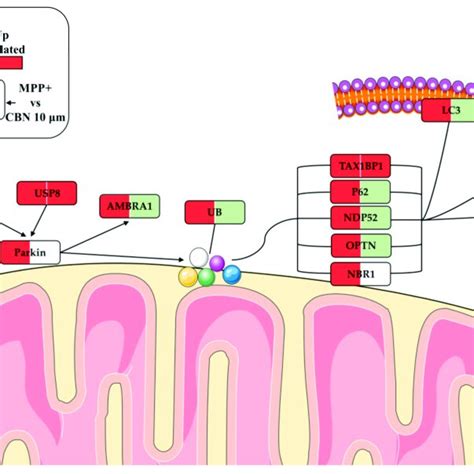 Schematic Representation Of Pink Parkin Mitophagy Pathway Mpp