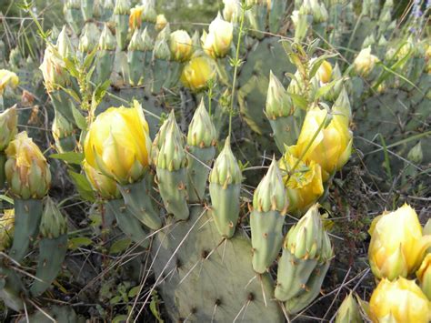 Diane's Texas Garden: Blooming Cactus