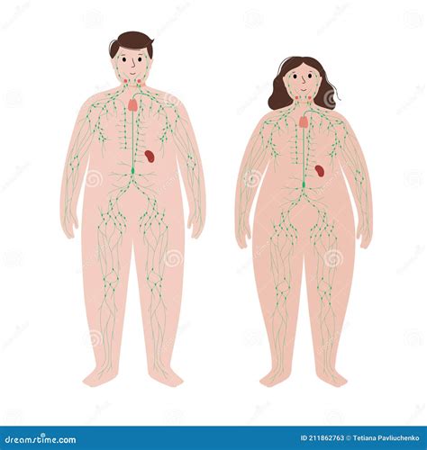 Thymus Male Anatomy Of Human Organs X Ray View Royalty Free Stock