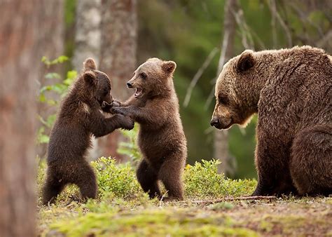 Animals Native To Russia Worldatlas