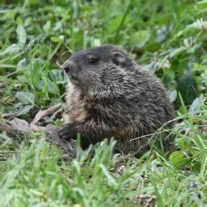 Groundhog - Facts, Diet, Habitat & Pictures on Animalia.bio