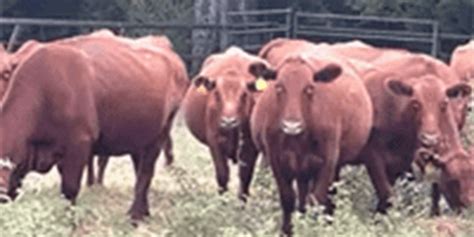 Listings Cattle Range