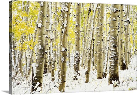 Aspen Grove In Winter Wall Art, Canvas Prints, Framed Prints, Wall ...