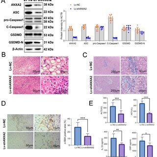 Inhibition Of ANXA2 Relieved Pyroptosis And Fibrosis In LPS Treated