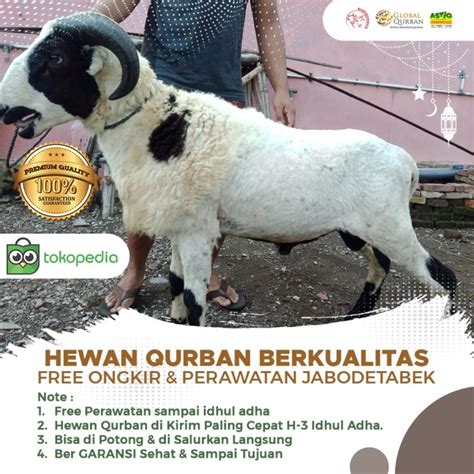 Jual Hewan Qurban Domba Kambing Kurban Garut Super Bobot 58 Kg Up