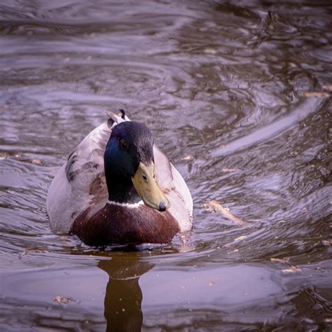 Ente Enten Vogel Kostenloses Foto Auf Pixabay Pixabay