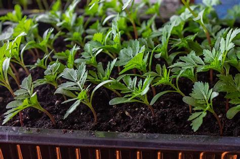 When and How to Plant Marigold Seeds | Gardener’s Path