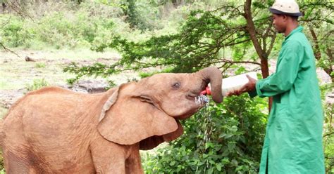 Nairobi Tur Til Elephant Orphanage Trust Og Girafcentret Getyourguide