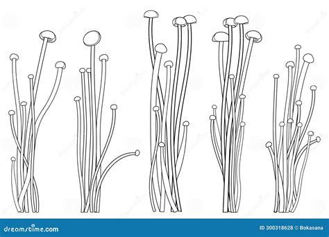 Enoki Mushroom Line Drawing Isolated On White Background Vector