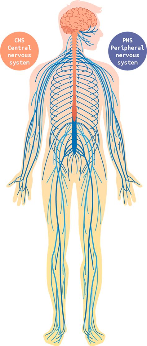 The Nervous System Labelled Diagram