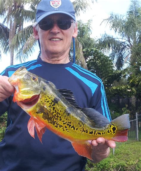 South Florida Peacock Bass Fishing Peacock Bass Fishing In The USA