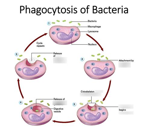 Phagocytosis Of Bacteria Diagram Quizlet