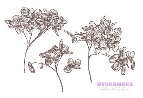 Premium Vector Set Of Sketch Hand Drawn Hydrangea Sketch Flower