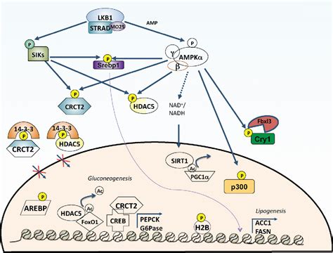 Ampk Signaling Pathway