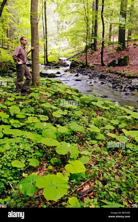 Primeval Man Fotos Und Bildmaterial In Hoher Auflösung Alamy