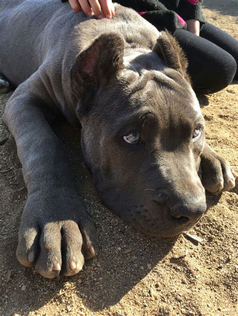 97 best Ambullneo Mastiff Dogs, Puppies, Pictures! images on Pinterest ...