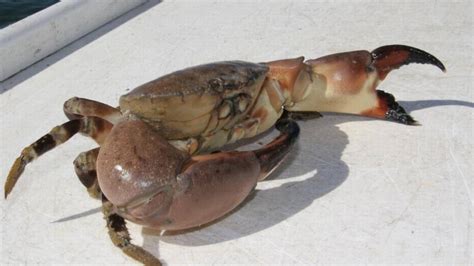 Florida Keys Fishermen Report Average Stone Crab Season Miami Herald