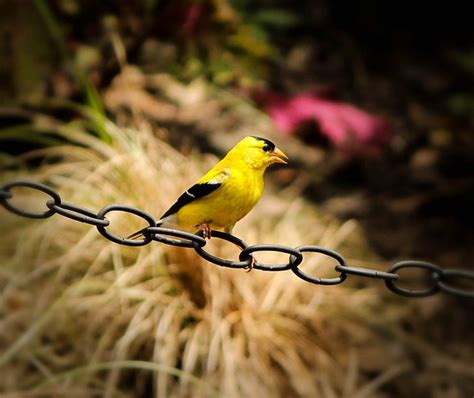 American Goldfinch Song Bird · Free photo on Pixabay