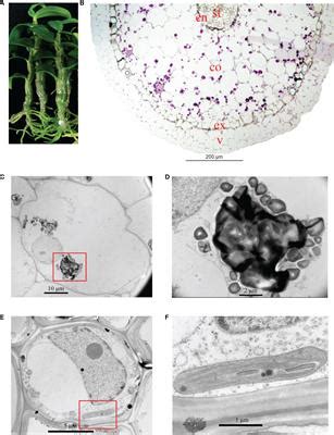 Frontiers Physiological And Transcriptomic Analysis Uncovers Salinity