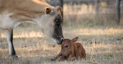 Dairy Cows And Their Newborn Calves