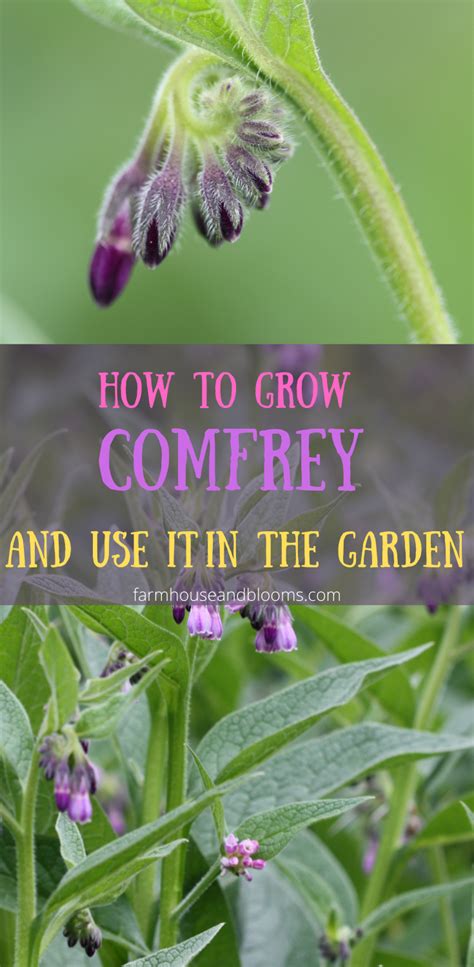 How To Grow Comfrey An Amazing Garden Herb Medicinal Herbs Garden