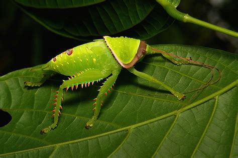 Giant False Leaf Katydid Nymph Pseudophyllus Titan Pseudophyllinae