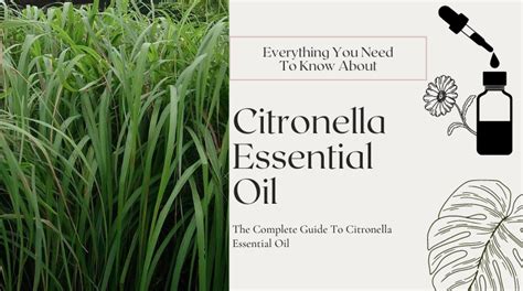 27 Health Benefits Of Citronella Essential Oil