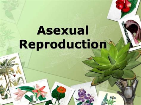 Asexual Reproduction