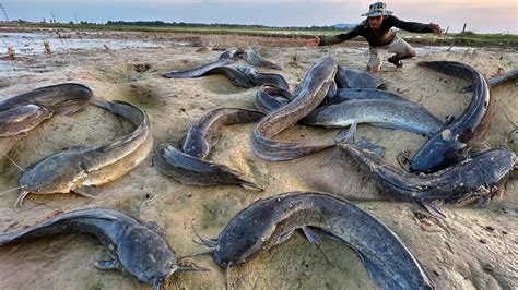 Best Hand Fishing Catch A Lots Of Fish In Dry Water At Field Catch By