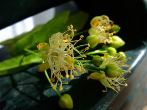 HERBAL PICNIC: LINDEN TREE FLOWERS