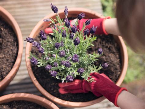 Gu A Completa Para Plantar Cultivar Y Cuidar Las Plantas De L Piz Labial