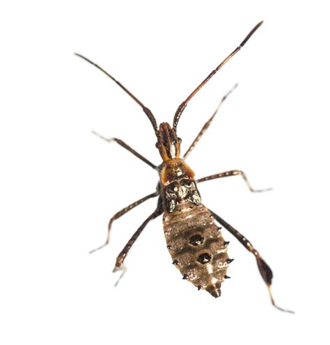 Assassin Bug Bugguide