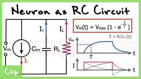 Neuron As Rc Circuit Explained And Analysis Of The Time Constant Tau Clip Youtube