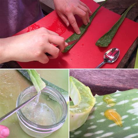 Harvesting Fresh Aloe Vera Gel The Practical Herbalist