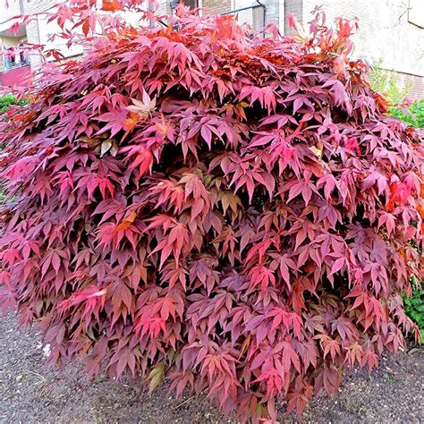 Acer Palmatum Atropurpureum Japanese Maple Tree Ornemental Shrub With Green Red Leaves