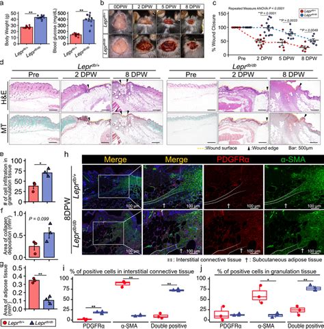 Leprdb Db Mice Exhibit Impaired Wound Healing A Body Weight And Blood