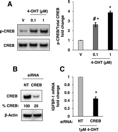 CREB Was Phosphorylated After Treatment With 4 OHT And CREB Knockdown