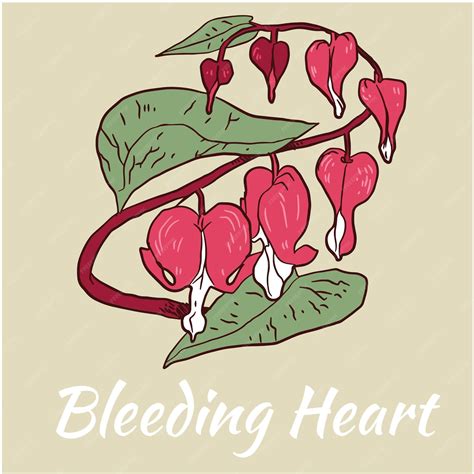 Premium Vector Bleeding Heart Flower Vector Illustration Colored