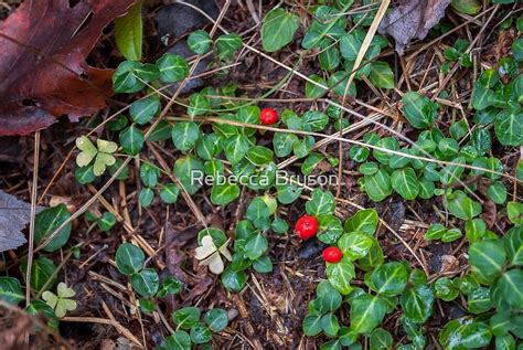 "Partridge Berry " by Rebecca Bryson | Redbubble