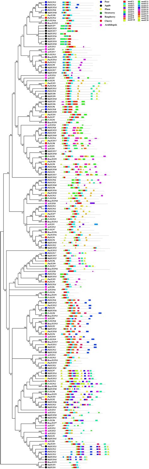 Frontiers Comparative Genomic Analysis Of Tcp Genes In Six Rosaceae